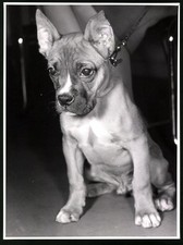 Fotografie röhnert berlin gebraucht kaufen Fotografie röhnert berlin gebraucht kaufen  Berlin