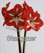 Amaryllis stargazer medium for sale  Spring