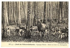 Cpa chasse courre d'occasion  Andouillé