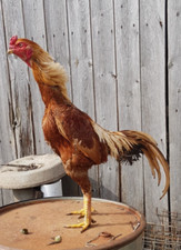 Shamo brazil shamo for sale  DURHAM