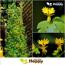 Nasturtium canary creeper for sale  DONCASTER