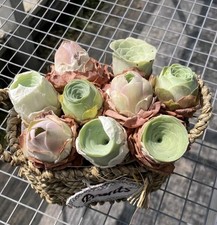 Mixed aeonium aureum for sale  WOKINGHAM
