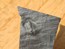 Trilobit fossil bundenbach gebraucht kaufen  Mainz