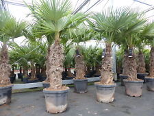 Trachycarpus fortunei xxl gebraucht kaufen  Goch