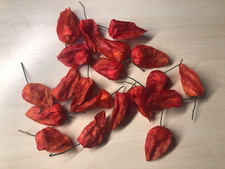 Physalis lampionblume köpfche gebraucht kaufen  Freden (Leine)