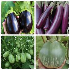 Aubergine seeds indian for sale  CROYDON