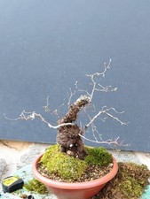 Bonsai olmo campestre usato  Pagani