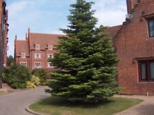 Nordmann bare root for sale  ALTON