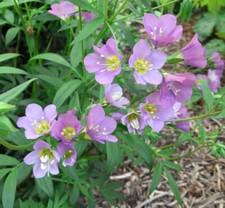 Polemonium lambrook mauve for sale  WALLINGFORD