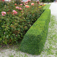 Bushy box plants for sale  NEWTOWNARDS