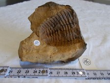 Fossile.trilobite.calymene.mar d'occasion  Sainte-Maxime