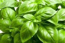 Large leaf basil for sale  Upland