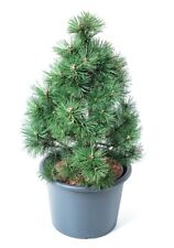 Pinus mugo columbo gebraucht kaufen  Eslohe (Sauerland)