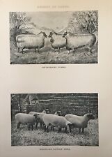 Antique print breeds for sale  TORRINGTON