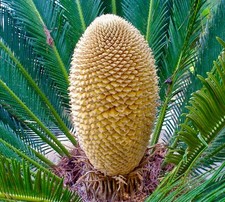 Cycas revoluta maschio usato  Napoli