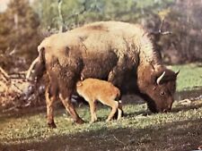 Bison cow calf for sale  Las Vegas