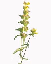 Yellow rattle seeds. for sale  HONITON