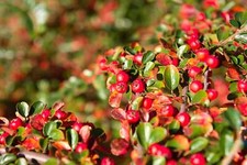 Bearberry arctostaphylos uva d'occasion  Expédié en Belgium