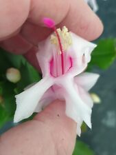 Christmas cactus thanksgiving for sale  DERBY