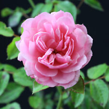 Bodendecker rose rosa gebraucht kaufen  Mönchengladbach