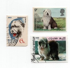 Old english sheepdog for sale Old english sheepdog for sale  COLEFORD