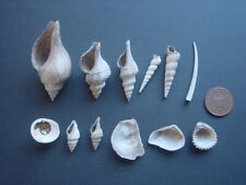 Different bartonian eocene for sale  RINGWOOD