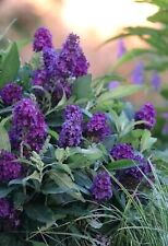 Buddleja tiny buddy gebraucht kaufen  Eslohe (Sauerland)