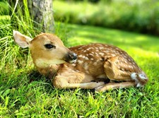 Real deer fawn for sale  Smyrna