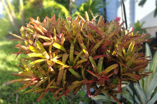Bromeliads miniature neoregeli for sale  Sarasota