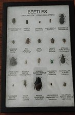 Beetle insect collection for sale  Vancouver