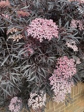 elderberry plant for sale elderberry plant for sale BIRMINGHAM
