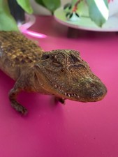 Vintage 1970s taxidermy for sale  Saint Paul