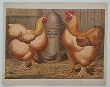 Coq poule race d'occasion  Paris IV