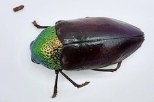 Buprestidae sternocera sternic gebraucht kaufen  Wadern