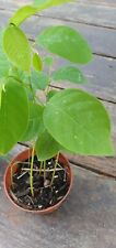 Cherimoya live plant for sale  Oviedo