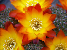 Sulcorebutia tarabucoensis cal usato  Spedire a Italy