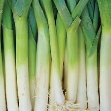 Leek plants zero for sale  EVESHAM