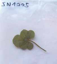 Veritable trefle feuilles d'occasion  France