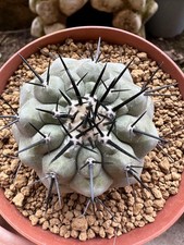 Copiapoa cinerea own usato  Valdastico