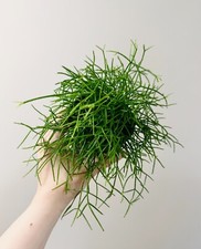 Rhipsalis burchellii plant for sale  Middletown