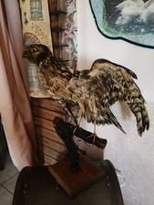 Uccelli imbalsamati falco usato  Mottola