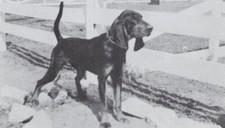 Black tan coonhound for sale  Tampa