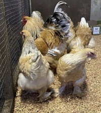 Lemon pyle brahma for sale  FAREHAM