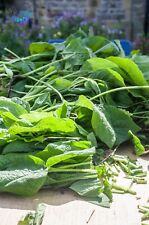 Comfrey bocking 10 for sale  CLITHEROE