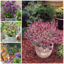 Hebe plants evergreen for sale  NELSON