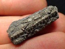 Detailed crinoid stem for sale  BRISTOL