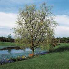 Salix matsudana tortuosa for sale  SOUTHAMPTON