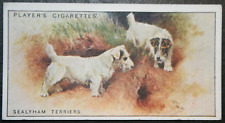 Sealyham terrier vintage for sale  DERBY