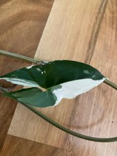 Syngonium albo variegata gebraucht kaufen  Neustadt an der Weinstraße
