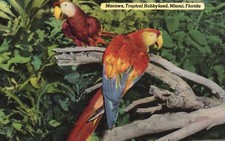 Cartão postal FL Miami Florida Macaws Tropical Hobbyland linho vintage PC H7270, usado comprar usado  Enviando para Brazil